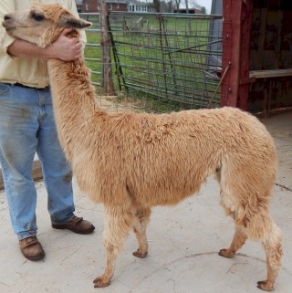 Alpaca For Sale - Wolfberry NT2013 TBS at Anderson's Alpacas of Virginia