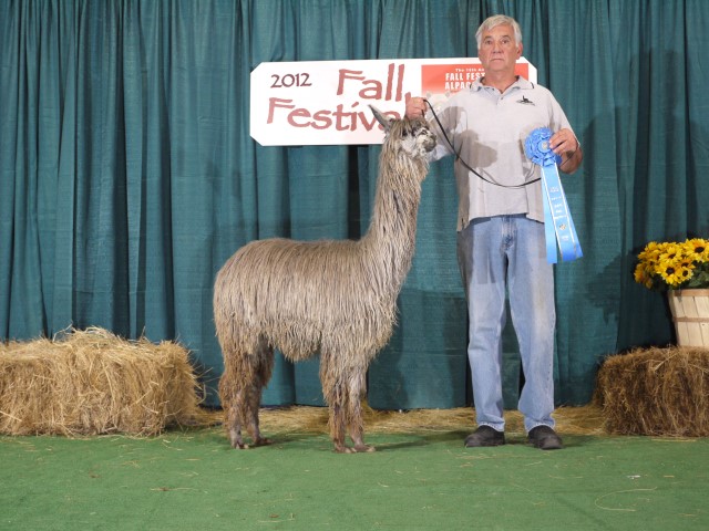 Alpaca For Sale - WRSA Silvana at Wildlife Ranch Suri Alpacas