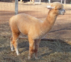 Alpaca For Sale - CLS Accoyo Ryder at AlpacaBarns Classic Accoyos