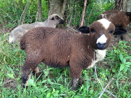 Sheep For Sale - Salt at Moonglow Farm Alpacas, LLC