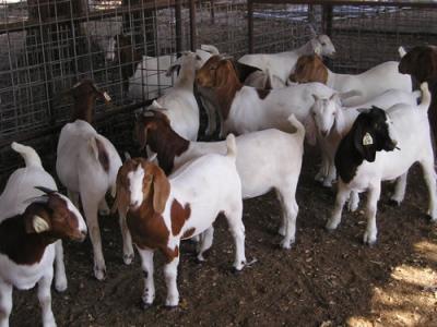 Goat For Sale - Boer Goats at Chulowat farms