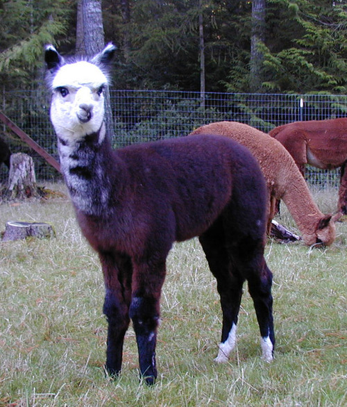 Alpaca For Sale - Sonshine Alpaca's Lexus at Alpaco Farm 