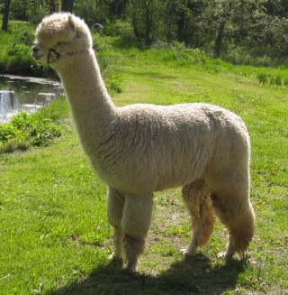 Alpaca For Sale - Senator's Accoyo Glisten at Hidden Pastures, LLC