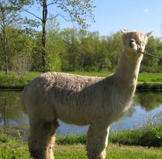 Alpaca For Sale - Invincible's Waimea of Sweet Meadow at Hidden Pastures, LLC