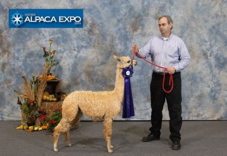 Alpaca For Sale - Anderson's Sissy at Anderson's Alpacas of Virginia