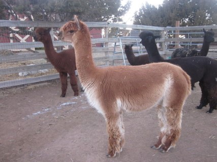 Alpaca For Sale - Akasha's Fabulicious at Akasha Alpacas