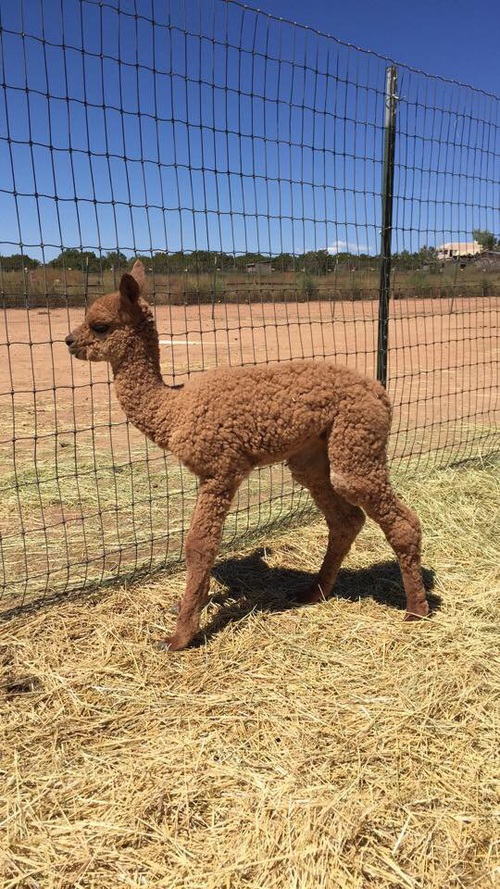 Taj Mahal (cria by side)