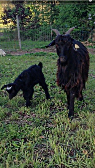 Goat For Sale - HPF Petula at Hidden Pastures, LLC