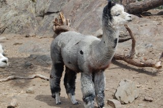 Alpaca For Sale - Argenta Granite at Argenta Alpacas