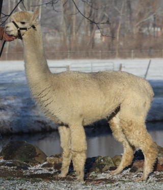 Alpaca For Sale - Hidden Pastures Accoyo Aphrodite at Hidden Pastures, LLC