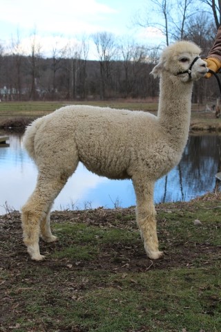 Alpaca For Sale - Hidden Pastures Gunther at Hidden Pastures, LLC