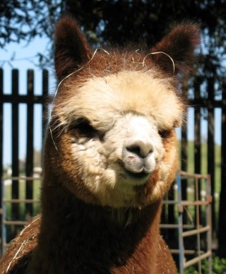 Alpaca For Sale - BIGCOUNTRY'S ABIGAIL at Big Country Alpacas