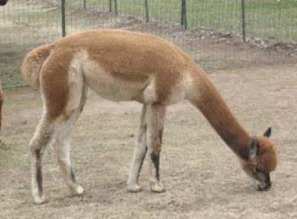 Alpaca For Sale - EG Taiga at Easygo Farm