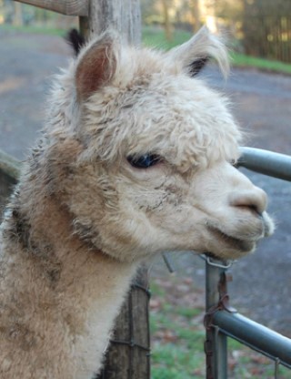 Alpaca For Sale - EG Summer Sun at Easygo Farm