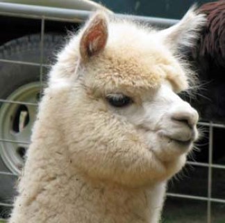 Alpaca For Sale - EG Tiara at Easygo Farm