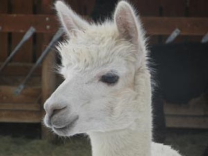 Alpaca For Sale - RGA Tralynn at Grand Mesa Alpacas