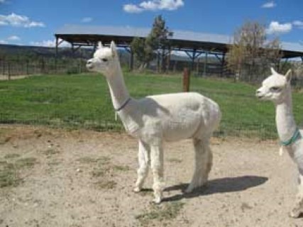 Alpaca For Sale - Chianty at Grand Mesa Alpacas