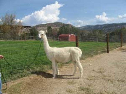 Alpaca For Sale - Arbutus Ridge Zephyr at Grand Mesa Alpacas