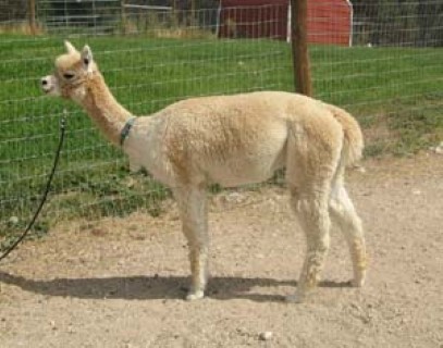 Alpaca For Sale - GM's Lady Fern at Grand Mesa Alpacas