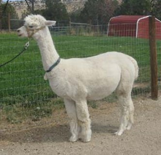 Alpaca For Sale - Nesa's Lady Jezabelle at Grand Mesa Alpacas