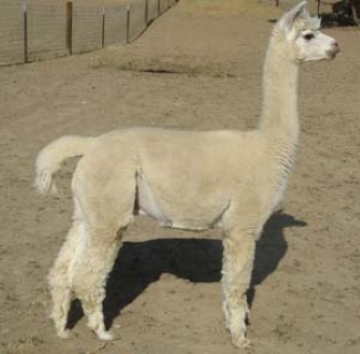 Alpaca For Sale - Intrigue's Sir Charles at Grand Mesa Alpacas