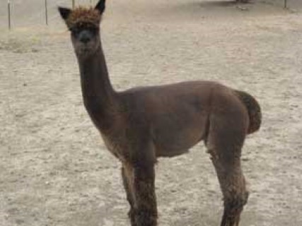 Alpaca For Sale - My Sir Alfred at Grand Mesa Alpacas