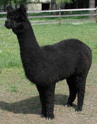 Alpaca For Sale - Cherokee Hills' Mariska at Cherokee Hills Alpacas