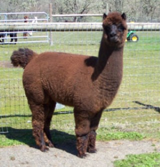 Alpaca For Sale - Shepherd's Pasture Manna at Alpacas of Shepherd's Pasture