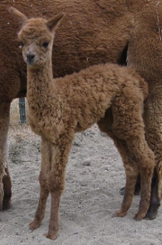 Alpaca For Sale - Shepherd's Pasture Endeavour's Dream at Alpacas of Shepherd's Pasture