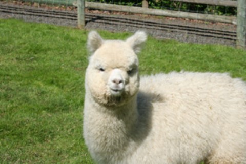 Alpaca For Sale - Skyline's Endeavour at Alpacas of Shepherd's Pasture