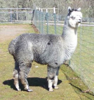 Alpaca For Sale - Shepherd's Pasture Olivia at Alpacas of Shepherd's Pasture