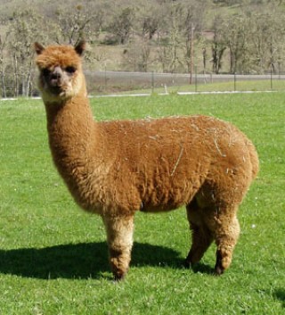 Alpaca For Sale - LVAR Phoebe at Alpacas of Shepherd's Pasture