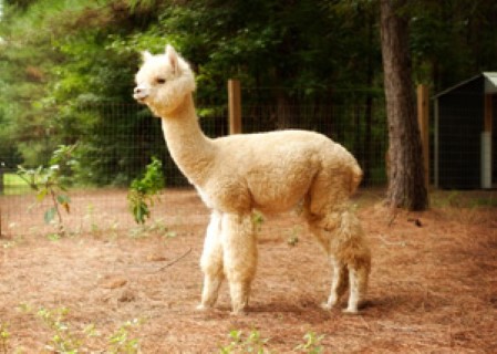 Alpaca For Sale - TA Accoyo Amazing Grace at Titan Alpaca Farm