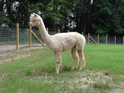 Alpaca For Sale - Pax River's Tokyo at Titan Alpaca Farm