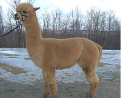 Alpaca For Sale - Kilblaan Farm Helios at Sugarloaf Alpacas