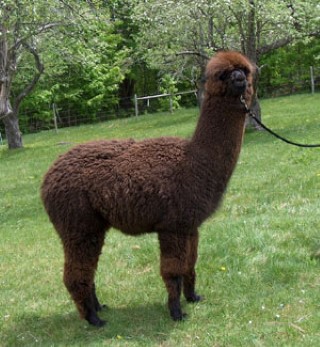 Alpaca For Sale - Sugarloaf's Ellie at Sugarloaf Alpacas