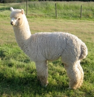 Alpaca For Sale - AFR's Spain at Alpacas of Alagaesia