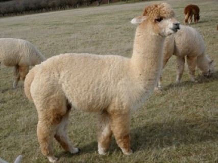 Alpaca For Sale - The Vic Jrs Ghana at Alpacas of Alagaesia