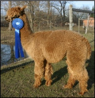 Alpaca For Sale - Fairhope's Royal Cantigny at Alpacas of Alagaesia