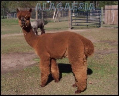 Alpaca For Sale - Porterbray's Chino at Alpacas of Alagaesia