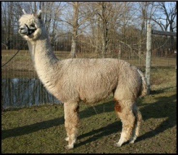 Alpaca For Sale - Fairhope's Pink Cyclone at Alpacas of Alagaesia