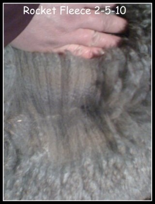 His Silver Grey cria