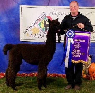 Alpaca For Sale - SCF Black Ryder at Alpacas of Alagaesia