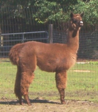 2007 CRIA PUNKA