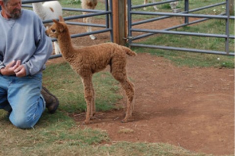 new cria