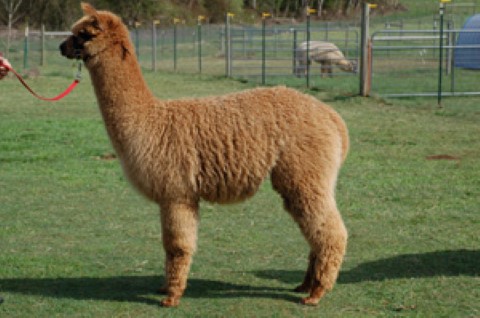 Male cria