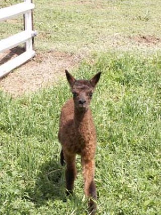 Alpaca For Sale - Colorado Dreams' Lady Hawk at Colorado Dreams Alpacas