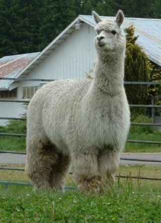 Alpaca For Sale - Ventrena D468 AOA at Colorado Dreams Alpacas