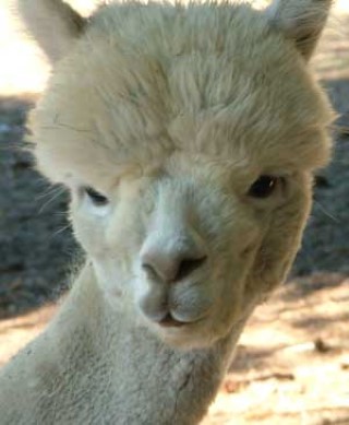 Alpaca For Sale - Divinity at PRAIRIE BEACON LLAMAS 