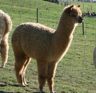 Alpaca For Sale - Autumn's Amber at Blue Earth River Farm Alpacas